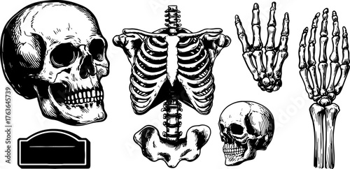 Vintage illustrations of skull and skeleton in detailed black line drawings. This retro vector art set is suitable for educational purposes.