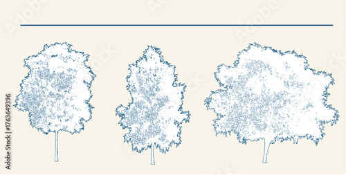 Elegant vector drawing of betula pendula trees, beautifully detailed botanical illustration for nature lovers, serene natural elements for sophisticated designs, classic forest trees