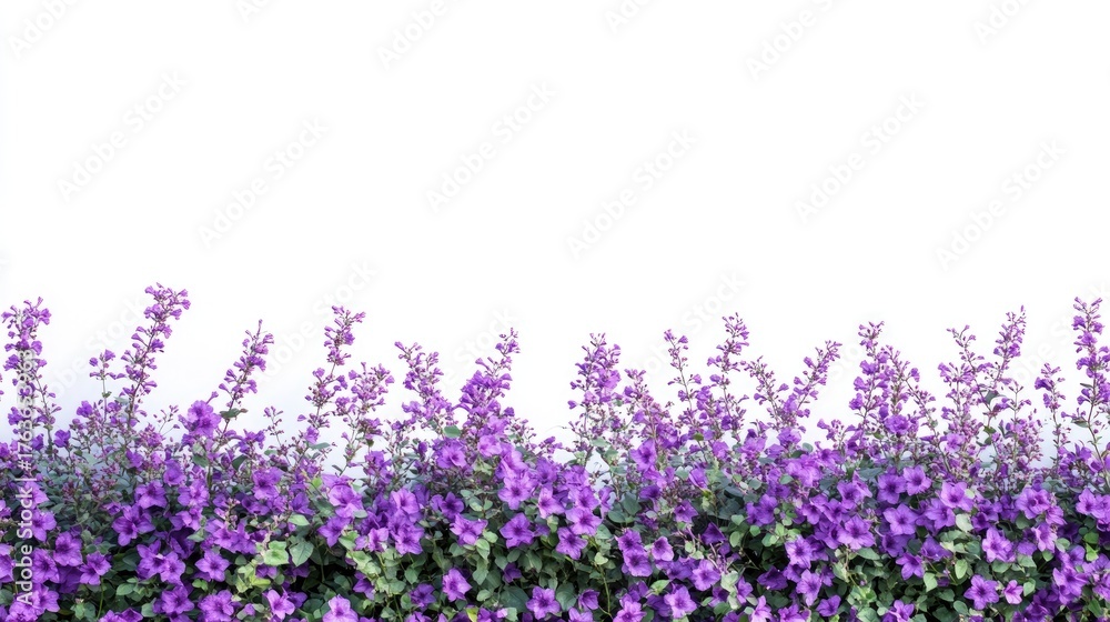Fototapeta premium Vibrant Purple Flowers Border on White Background for Floral Design
