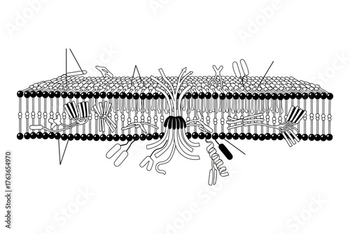 Detailed illustration of a cell membrane structure showcasing various proteins and molecules involved in cellular processes