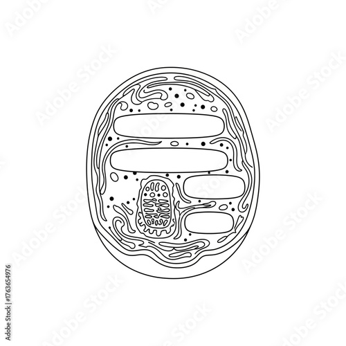 Detailed illustration of a cell structure showcasing organelles and membranes in a scientific context