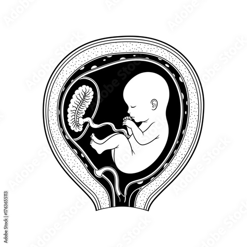 Detailed illustration of a fetus in the womb, showcasing anatomical features and umbilical cord