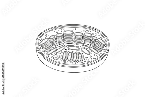 Detailed illustration of a petri dish filled with various bacterial cultures growing in a lab setting