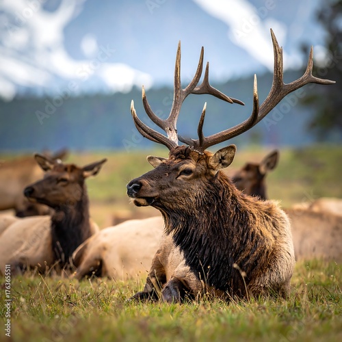 A majestic elk with impressive antlers rests amidst its herd in a field