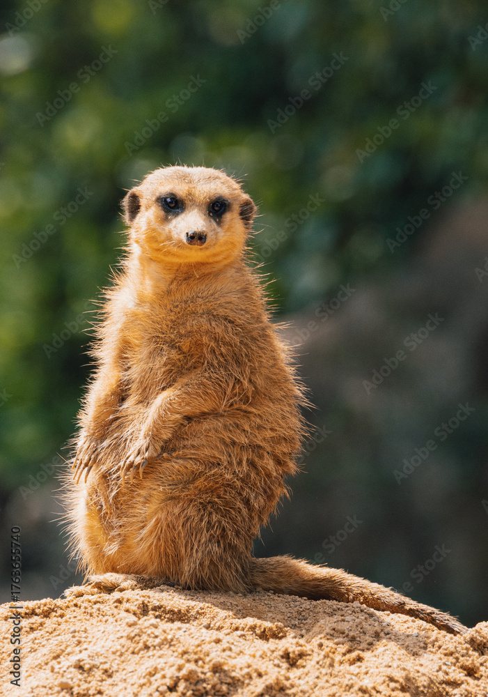 Fototapeta premium Meerkat (Suricata suricatta)