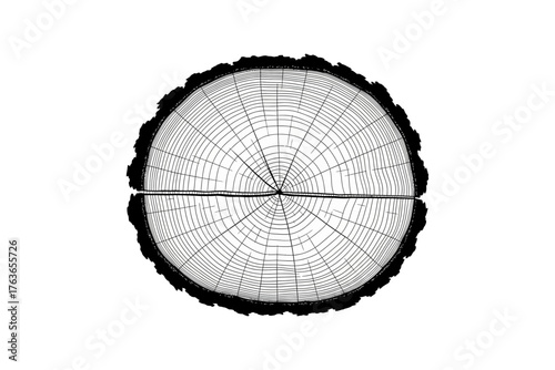 Detailed illustration of a tree cross-section showcasing growth rings and bark texture