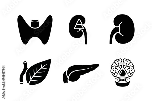 Silhouettes of Human Organs and Structures Representing Health and Biology in a Scientific Context