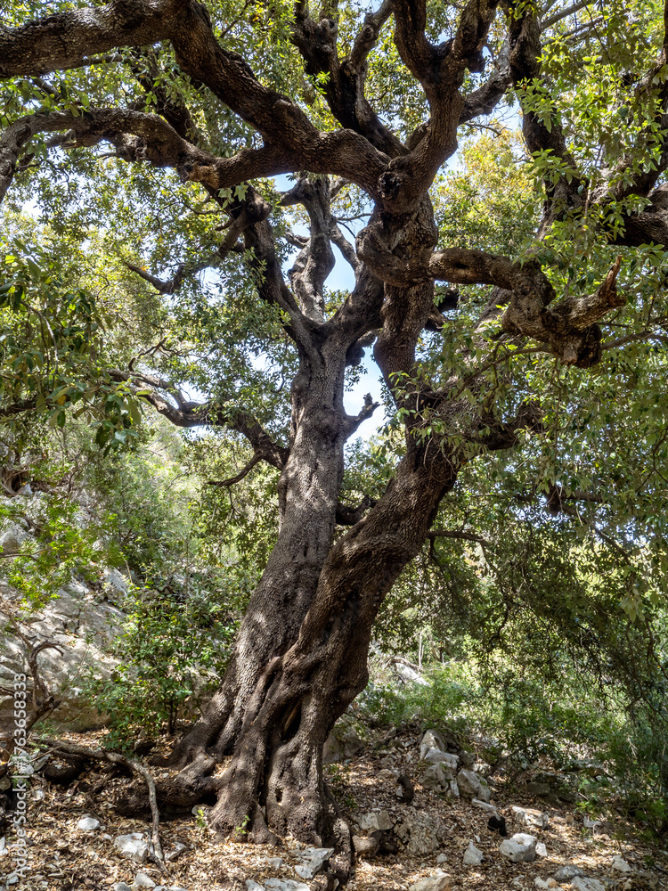 Fototapeta premium Big tree near Cala Luna in Sardinia island