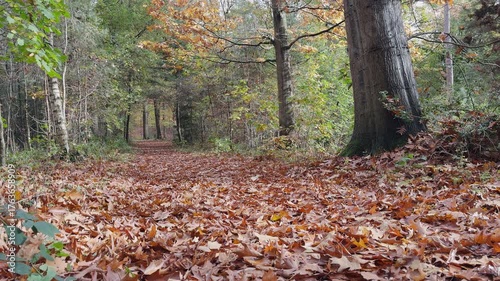 Leaf-covered path in a colorful autumn forest. Scenic nature shot with camera lifting upward to reveal tall trees and seasonal foliage.