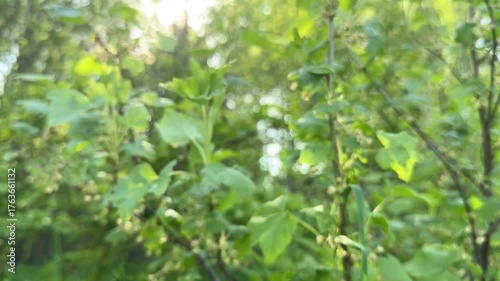 A young green leaf with leaf veining on a currant bush in spring. Macro close-up of a young green leaf. Soft selective focus. Artificially created grain for the picture