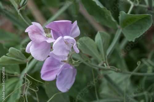 close up of purple sweet pea lathyrus odoratus flowers