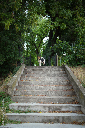 Loyal mongrel dog stands on top of old stone stairs at the overgrown gate, symbolizing devotion and solitude. The dog continues to stand guard even when there seems to be nothing left to protect.