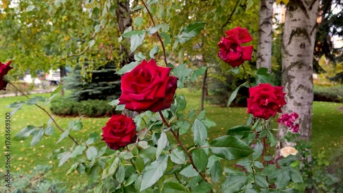 red roses in the garden by the road