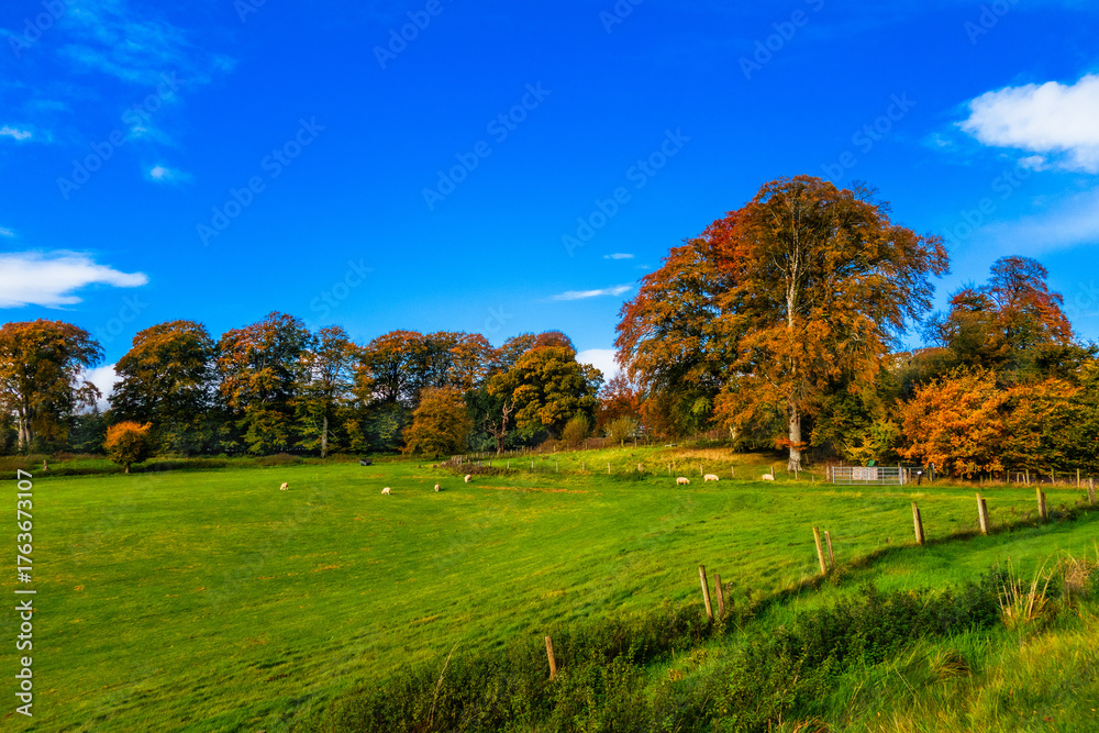 Fototapeta premium Autmn Colours in Russborough, Co. Wicklow, Ireland