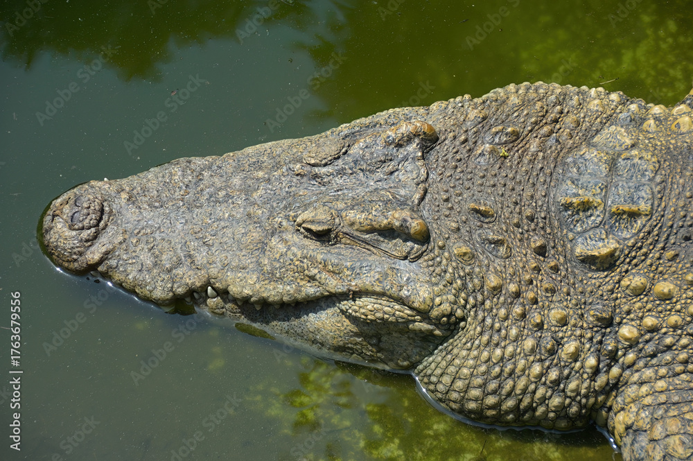 Fototapeta premium Crocodile in water. Thailand