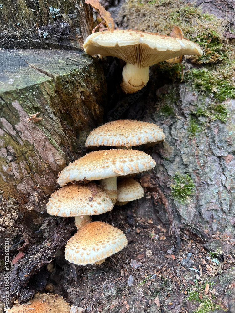 Fototapeta premium mushrooms in the woods