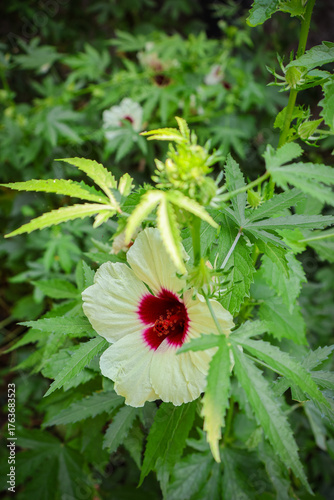 Hibiscus Cannabinus or kenaf plant in the botanical garden. Beautiful nature background.