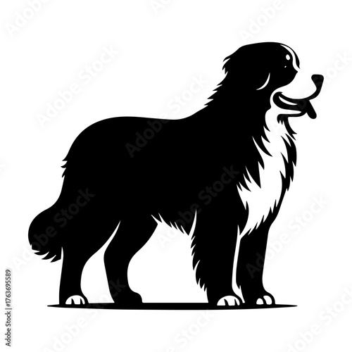 Bernese Mountain Dog Silhouette: Majestic Canine Portrait.