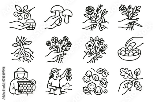 Icon wild honey vector berry truffle seaweed collection picking collecting harvest mushroom