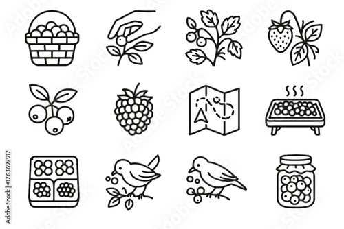 Cluster berries icon bird sorting icons vector blueberry foraging berry drying raspberry