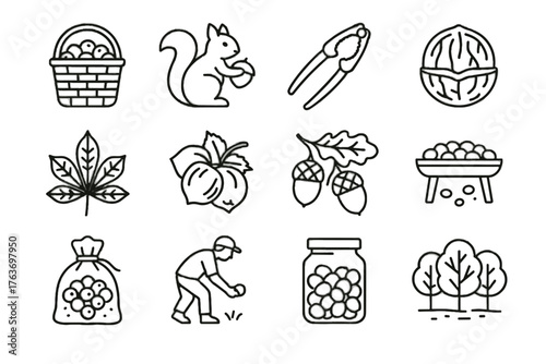 Grove nut hazelnut chestnut basket icon collecting branch icons drying vector nuts
