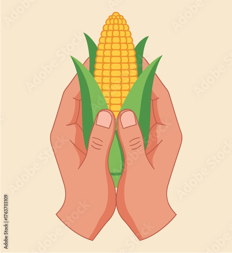 A vector illustration of two hands gently holding a fresh ear of corn, symbolizing the autumn harvest and organic agriculture