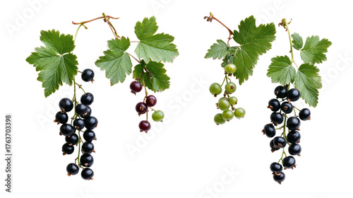Ripe black currants and green currants on branches isolated on transparent background