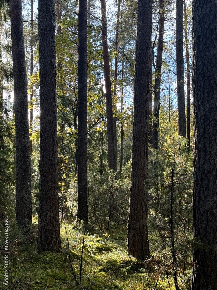 Fototapeta premium autumn forest in the morning