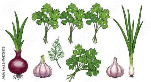 Fresh Culinary Herbs and Vegetables Still Life: Onion, Garlic, Cilantro, and Dill Arranged for Cooking Illustration, Kitchen Design, Healthy Eating, Flavorful Recipes, Organic Gardening, Botanical Art