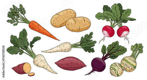 Root Vegetables Assortment Still Life: Fresh Carrots, Potatoes, Radishes, Parsnips, Beets, Sweet Potatoes for Healthy Cooking, Gourmet Cuisine, Vegan Diet, Farm to Table Marketing in Vibrant Cartoon S