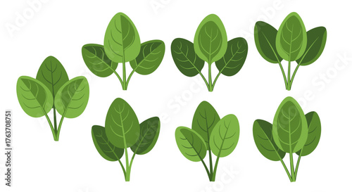 Fresh Spinach Bouquets Illustration for Healthy Eating Promotion: Nutrient-Rich Leafy Green Vegetables for Culinary Use, Farm-to-Table Lifestyle, Vegetarian Diets, Food Blog, Recipe Illustration, Diet