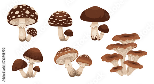 Variety of Brown Mushrooms Growing in a Forest Setting, Fungi Clipart for Educational Posters, Mushroom Identification Guides, Autumn Harvest, Gourmet Cooking, Botanical Illustration, Nature Studies,