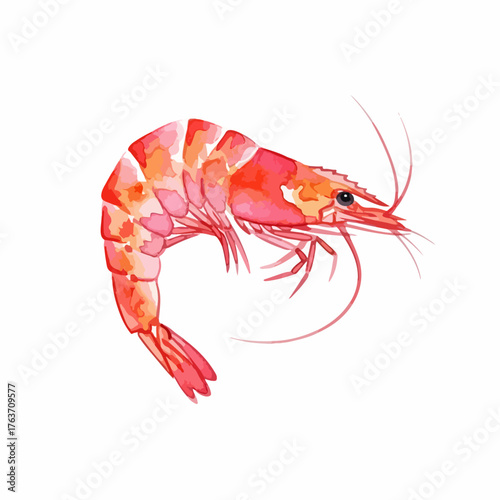 Watercolor shrimp illustration featuring vibrant pink and orange tones on white background. This detailed watercolor shrimp artwork showcases artistic rendering and attention to detail,