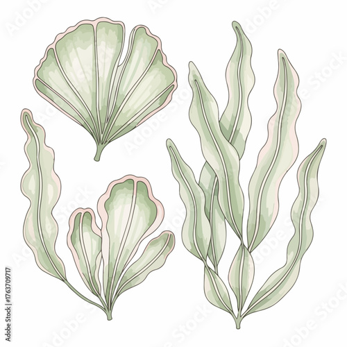 Seaweed illustration with marine algae and leafy kelp in delicate watercolor, seaweed illustration is showing beautiful ocean plants. Artistic seaweed illustration for ecological projects,