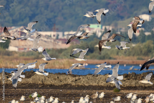 Flock of birds seagulls, pelicans, flamingos in flight on the water cormorants
