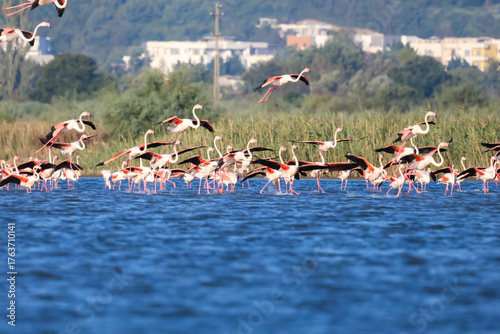 Flock of birds seagulls, pelicans, flamingos in flight on the water cormorants