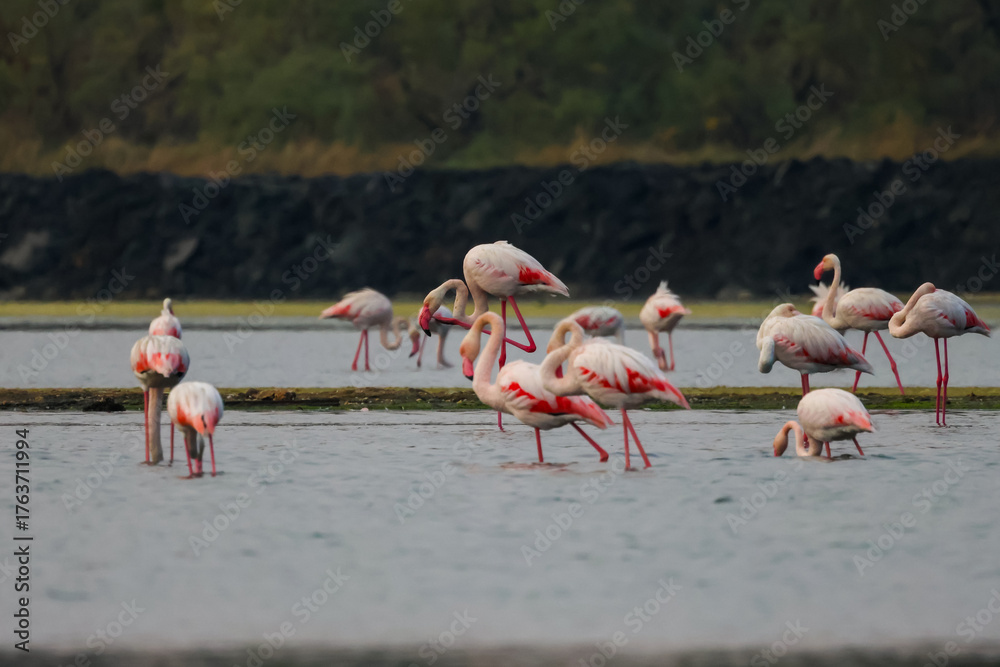 Fototapeta premium Flock of birds seagulls, pelicans, flamingos in flight on the water cormorants