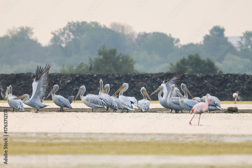 Obraz premium Flock of birds seagulls, pelicans, flamingos in flight on the water cormorants