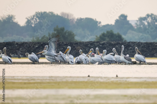 Flock of birds seagulls, pelicans, flamingos in flight on the water cormorants