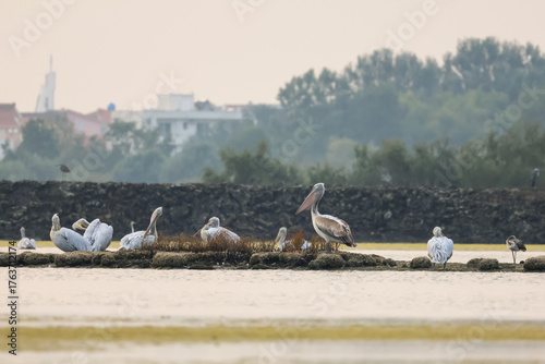 Flock of birds seagulls, pelicans, flamingos in flight on the water cormorants