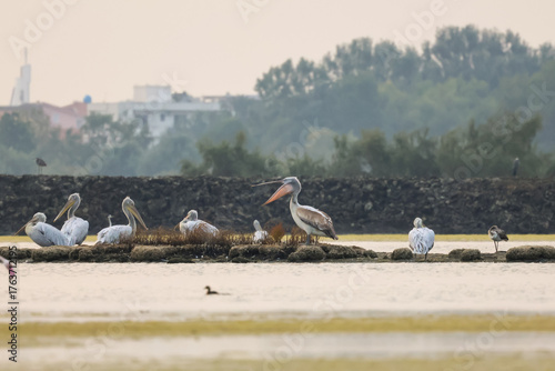 Flock of birds seagulls, pelicans, flamingos in flight on the water cormorants