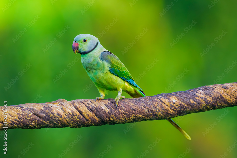 Obraz premium Vibrant Green Parakeet Perched on a Branch in Natural Habitat