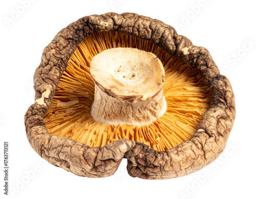 dried shiitake mushroom underside showing detailed gills and wrinkled rim on isolated background