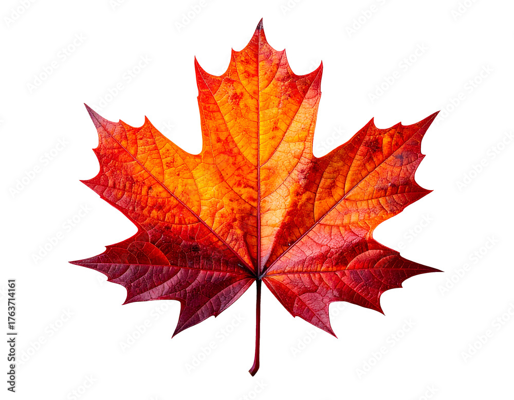 Fototapeta premium vibrant autumn maple leaf with red orange veins detailed texture on isolated background