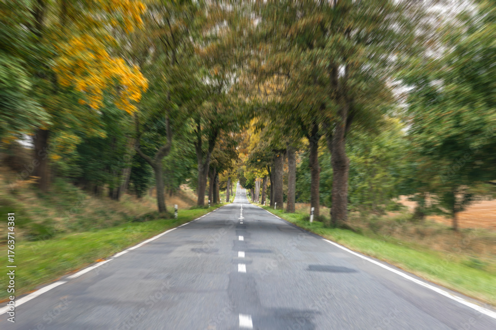 Fototapeta premium Tree lined road in autumn forest. Peaceful perspective.