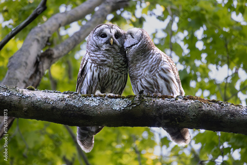 Tableau sur toile Life long mated pair of barred owls Strix varia snuggle close and preen each oth
