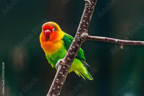 bird, animal, colorful, nature, wildlife, birds