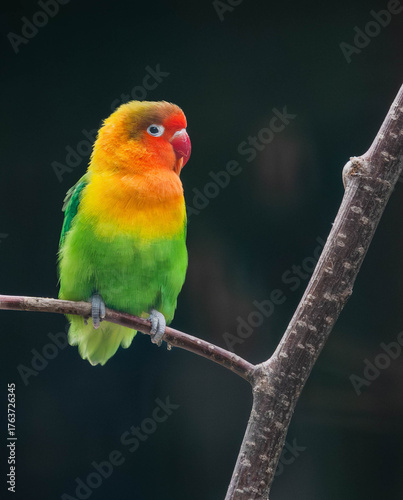 bird, animal, colorful, nature, wildlife, birds