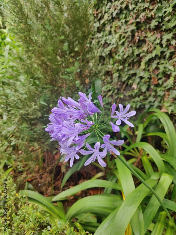 Fototapeta premium purple flowers in the forest