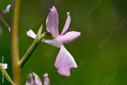 Lax-flowered orchid // Lockerblütiges Knabenkraut (Anacamptis laxiflora) - Vjosa-Narta Delta, Albania